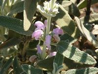 Phlomis italica